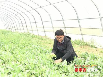 泰安35岁小伙带动周边农户种植野菜致富