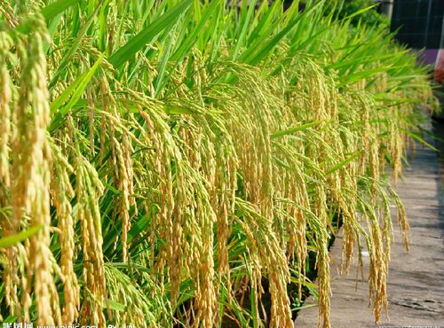 佳木斯水稻充分利用智慧农业技术开启水稻智能种植