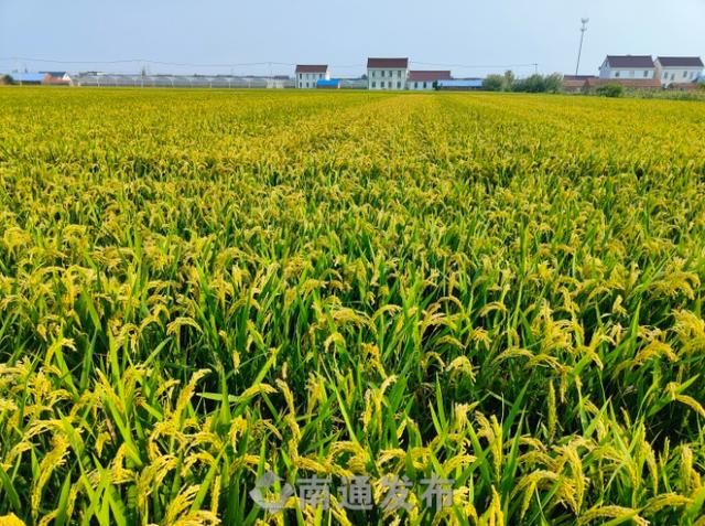 19日,位于南通如东县现代农业产业示范园的伟浩家庭农场传来喜讯,在