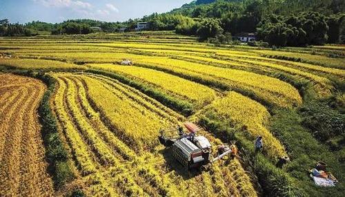 广西桂鼎农业发展