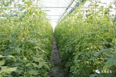 陈为来到苍南县直升蔬菜种植专业合作社番茄基地调研