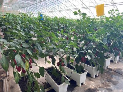 彩椒种植“闭环”灌溉节水超30%
